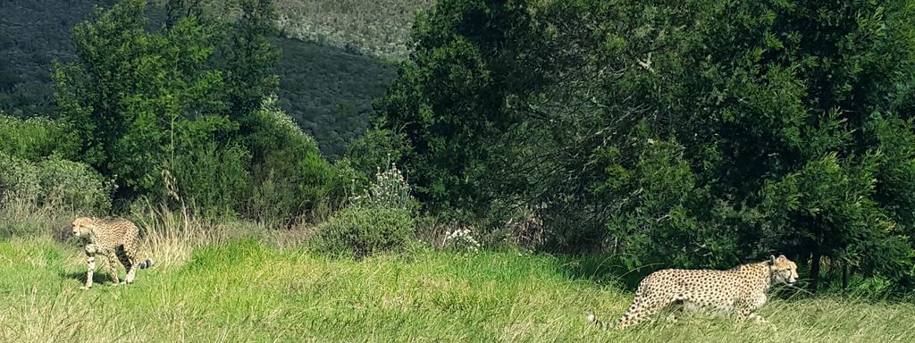 Plettenberg Bay Game Reserve: The Baroness Safari Lodge Eksteriør bilde