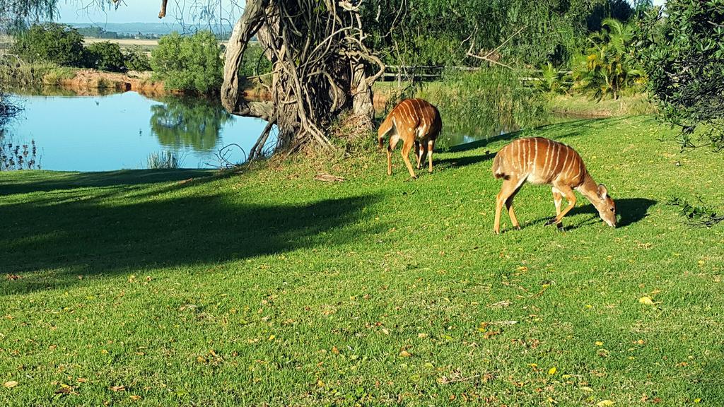 Plettenberg Bay Game Reserve: The Baroness Safari Lodge Eksteriør bilde