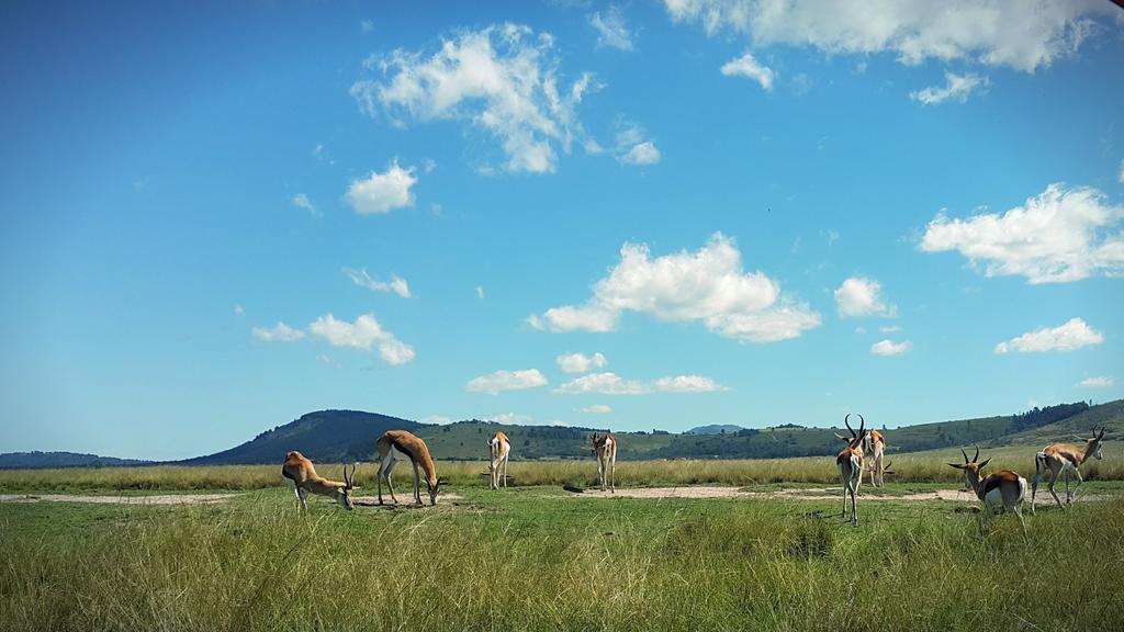 Plettenberg Bay Game Reserve: The Baroness Safari Lodge Eksteriør bilde