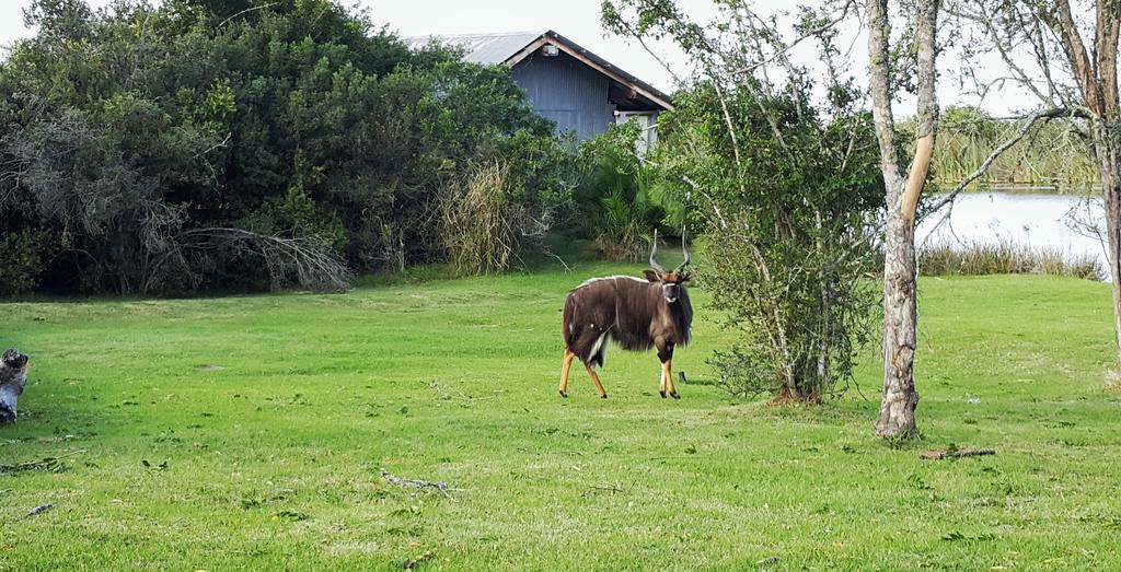 Plettenberg Bay Game Reserve: The Baroness Safari Lodge Eksteriør bilde