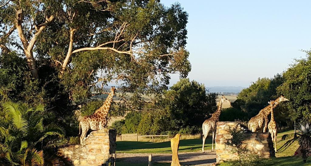 Plettenberg Bay Game Reserve: The Baroness Safari Lodge Eksteriør bilde