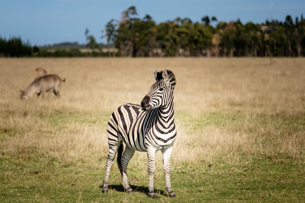 Plettenberg Bay Game Reserve: The Baroness Safari Lodge Eksteriør bilde