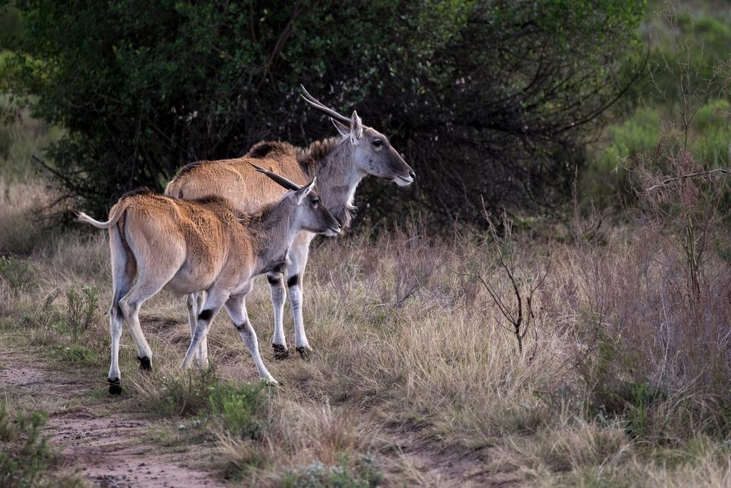 Plettenberg Bay Game Reserve: The Baroness Safari Lodge Eksteriør bilde