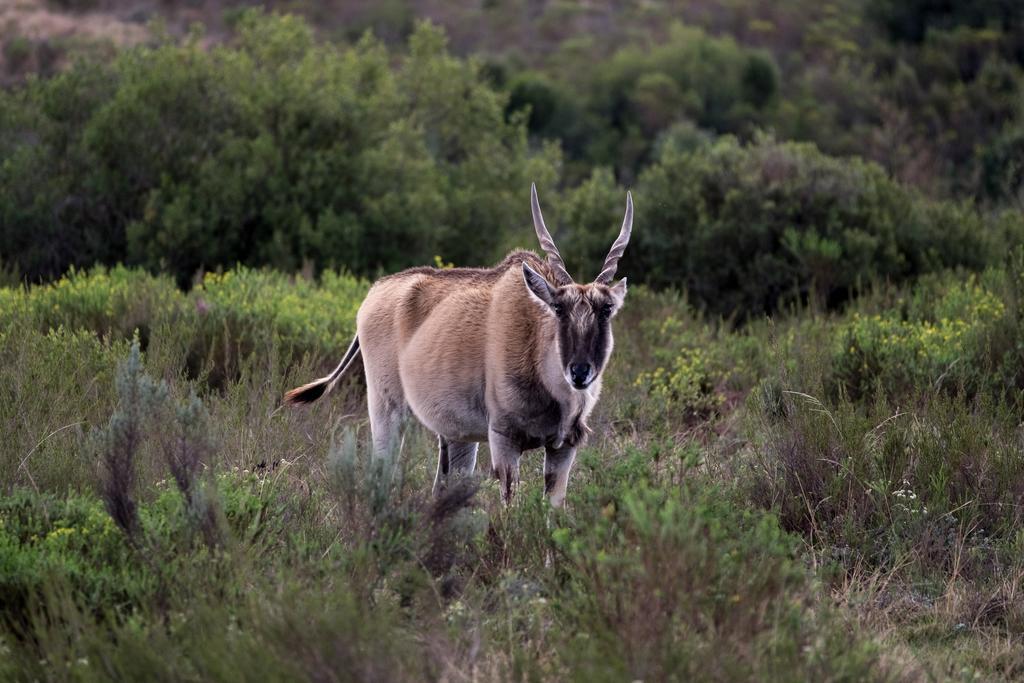 Plettenberg Bay Game Reserve: The Baroness Safari Lodge Eksteriør bilde