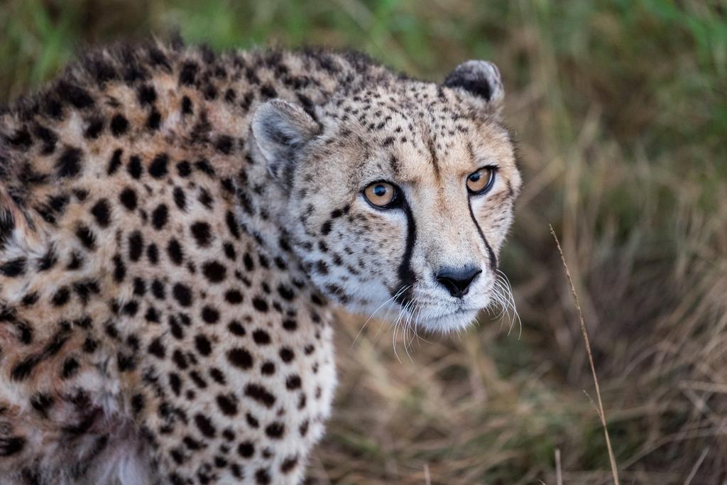 Plettenberg Bay Game Reserve: The Baroness Safari Lodge Eksteriør bilde