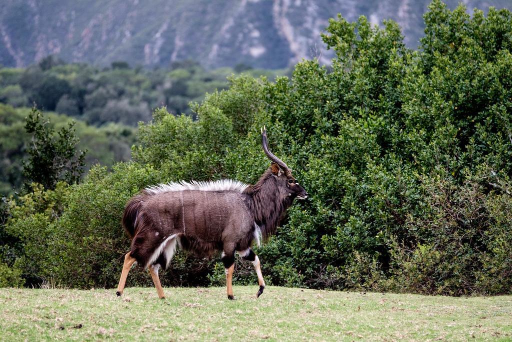 Plettenberg Bay Game Reserve: The Baroness Safari Lodge Eksteriør bilde